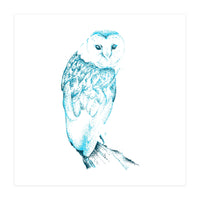 Barn Owl in Teal (Print Only)