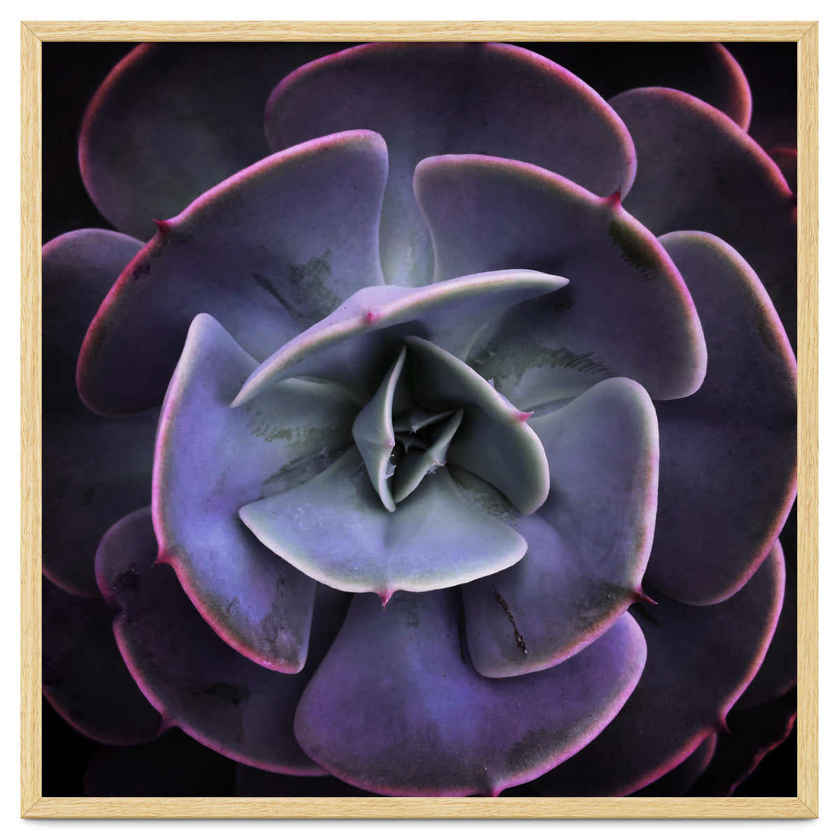 DARKSIDE OF SUCCULENTS VII