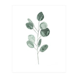 Botanical Illustration Eukalyptus2 (Print Only) thumbnail