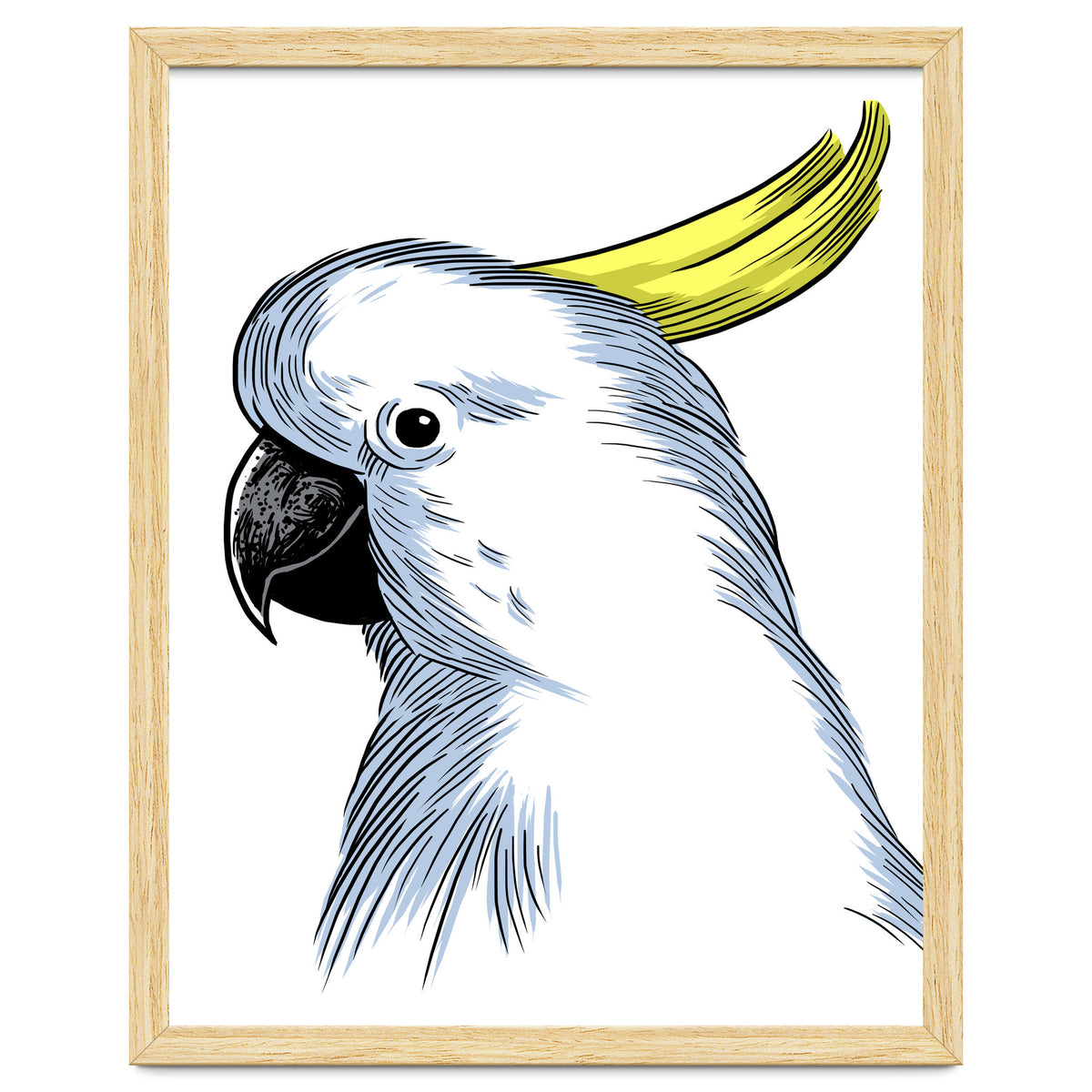 Skecth Macaw