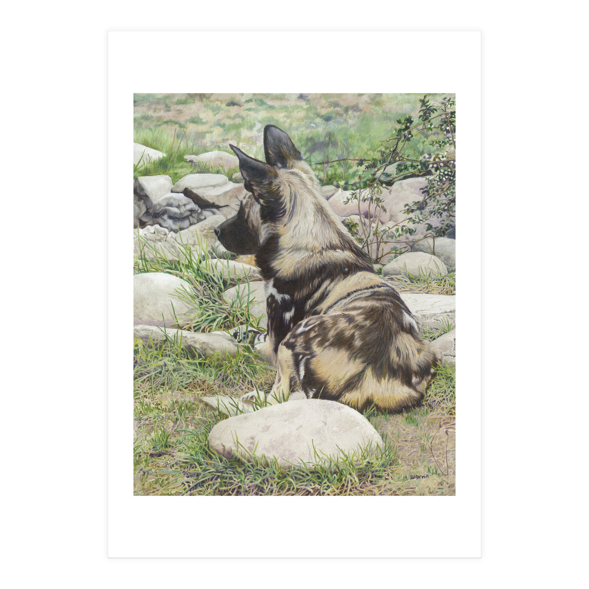 African Painted Dog I (Print Only)