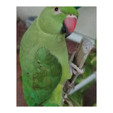 Lucky Indian Parakeet (Print Only) thumbnail