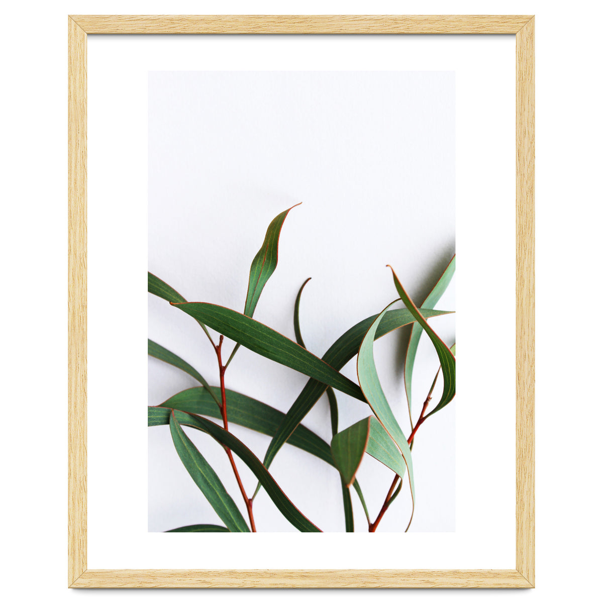 Green Eucalyptus leaves