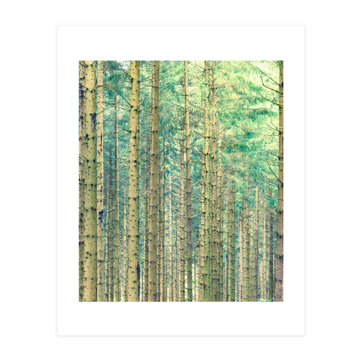 Locked In The Woods (Print Only)