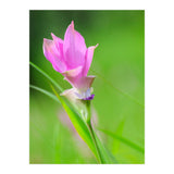 Nature 4000x6000 (12) (Print Only) thumbnail