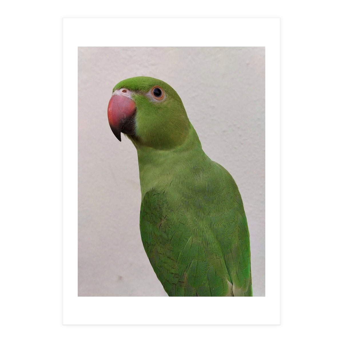 Cute Indian Parakeet (Print Only)
