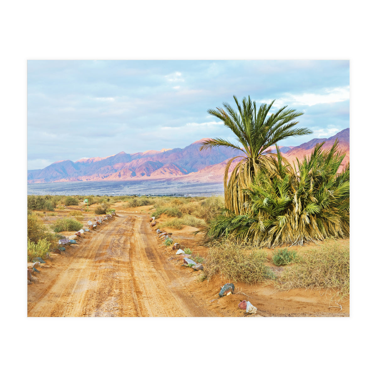 Joshua Tree (Print Only)