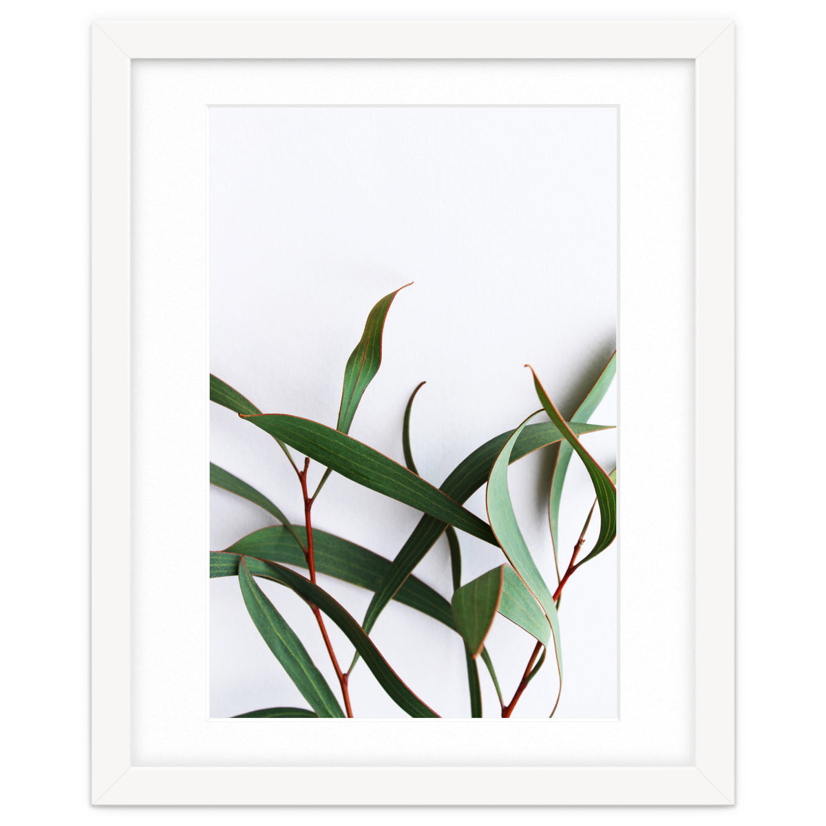 Green Eucalyptus leaves
