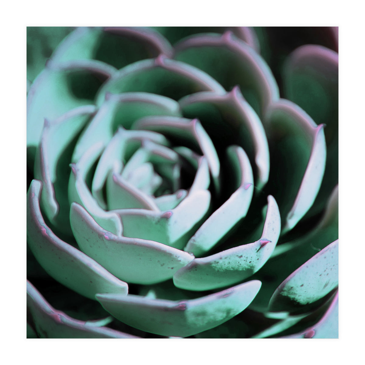 DARKSIDE OF SUCCULENTS III-A (Print Only)