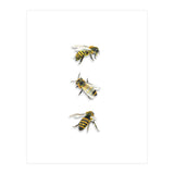 The 3 Bee's (Print Only) thumbnail