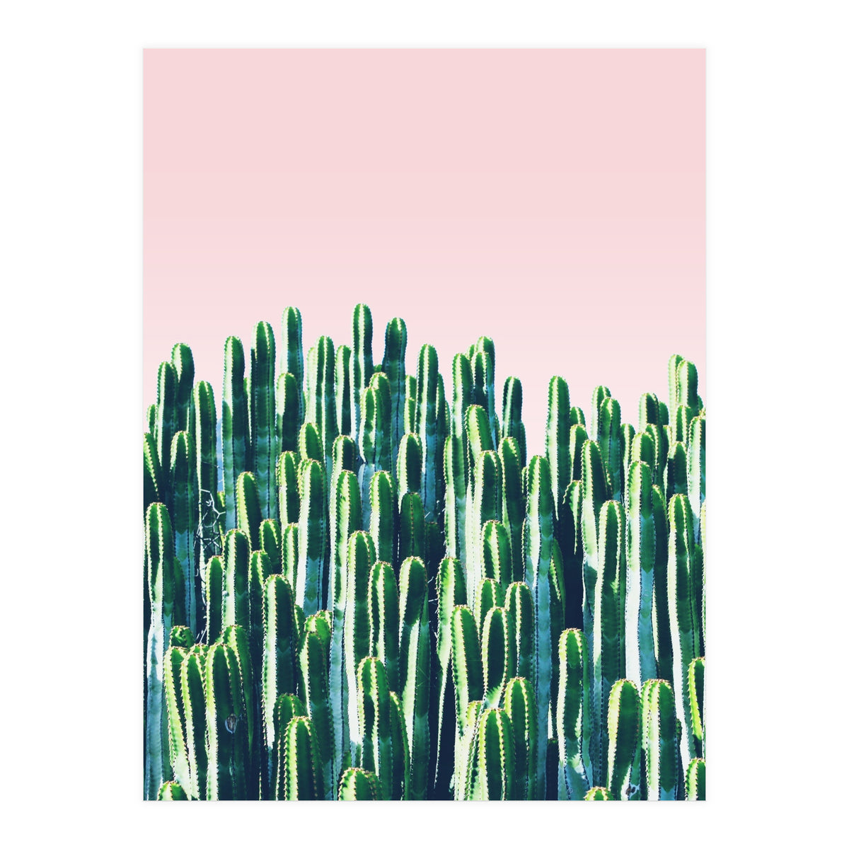 Cactus & Sunset II (Print Only)