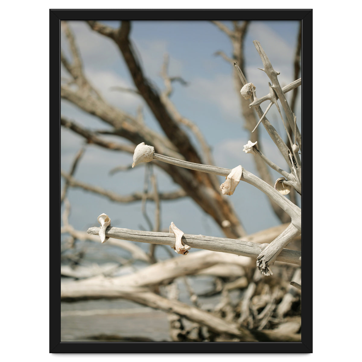 Seashells And Driftwood