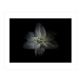 Backyard Flowers No 28 Color Version (Print Only) thumbnail