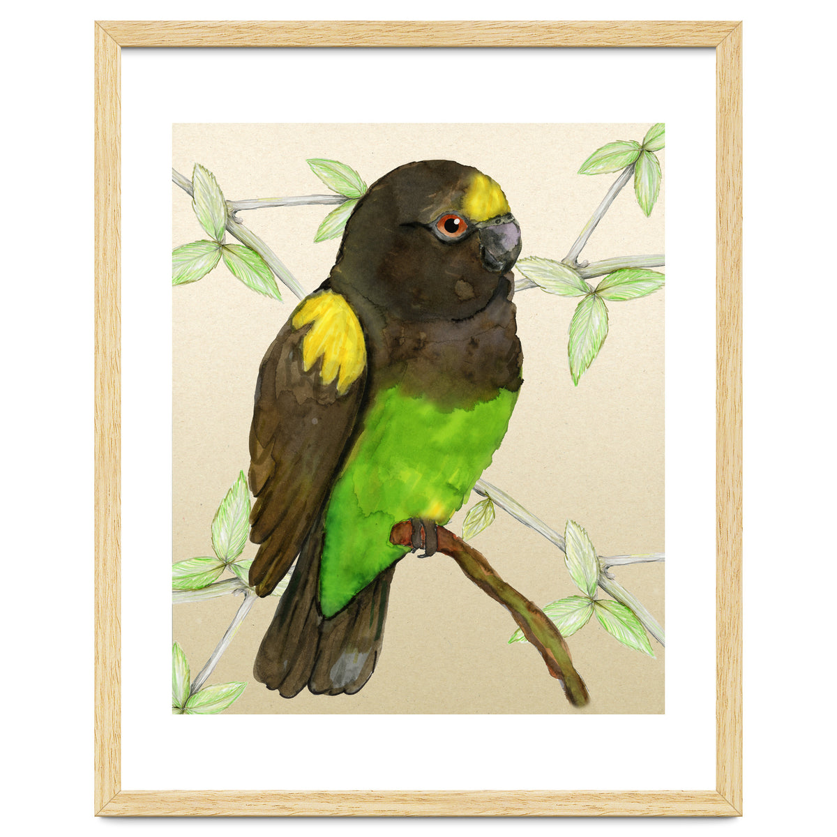 Meyer's parrot watercolor