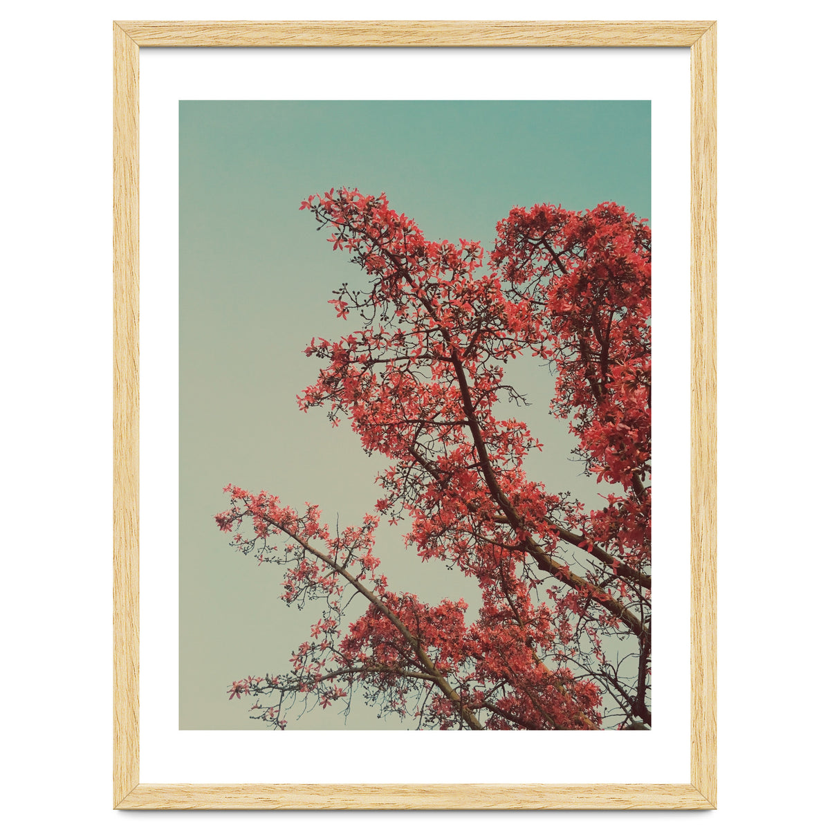 Red blossoms