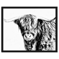 Highland bull