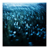 dandelion meadow (Print Only) thumbnail