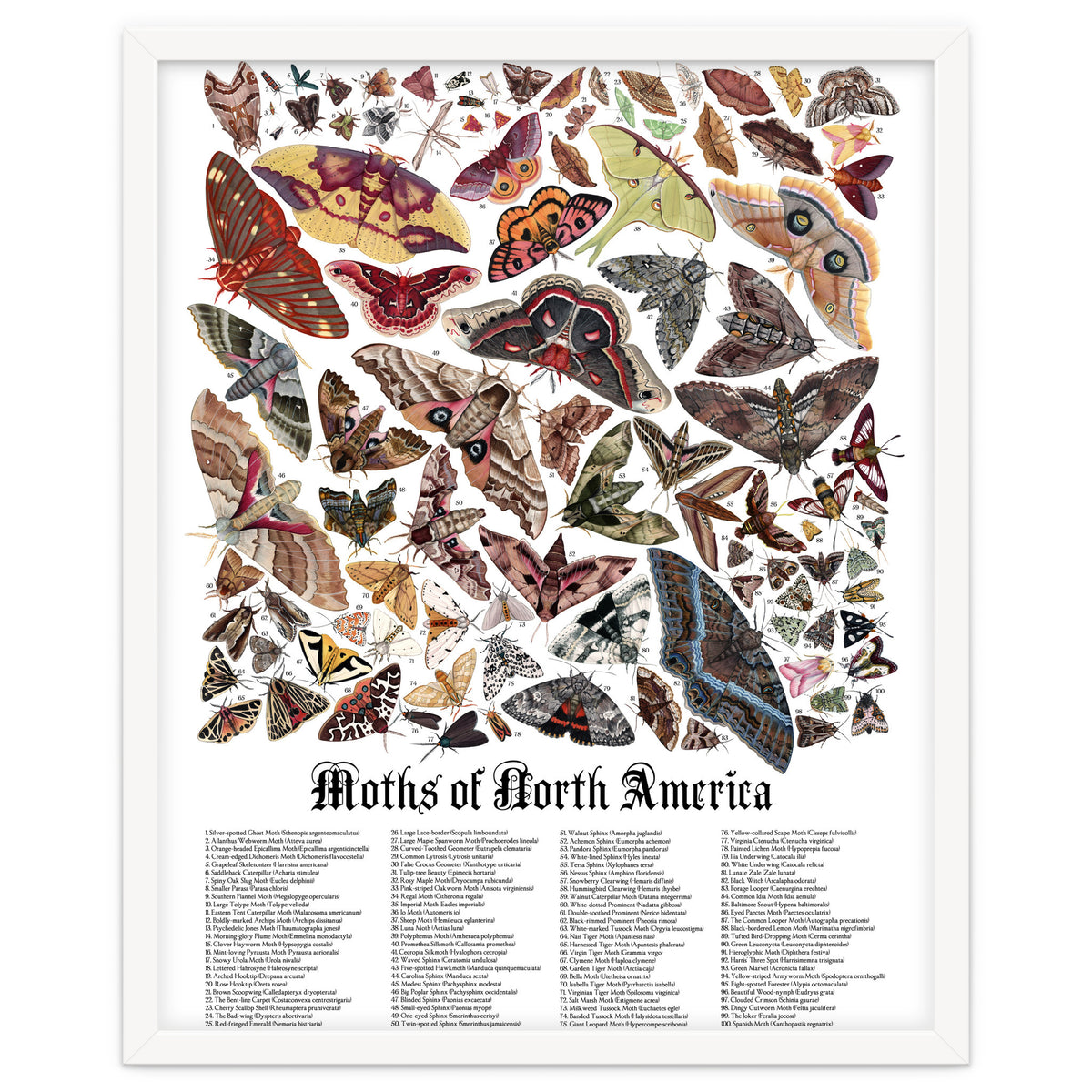 Moths of North America