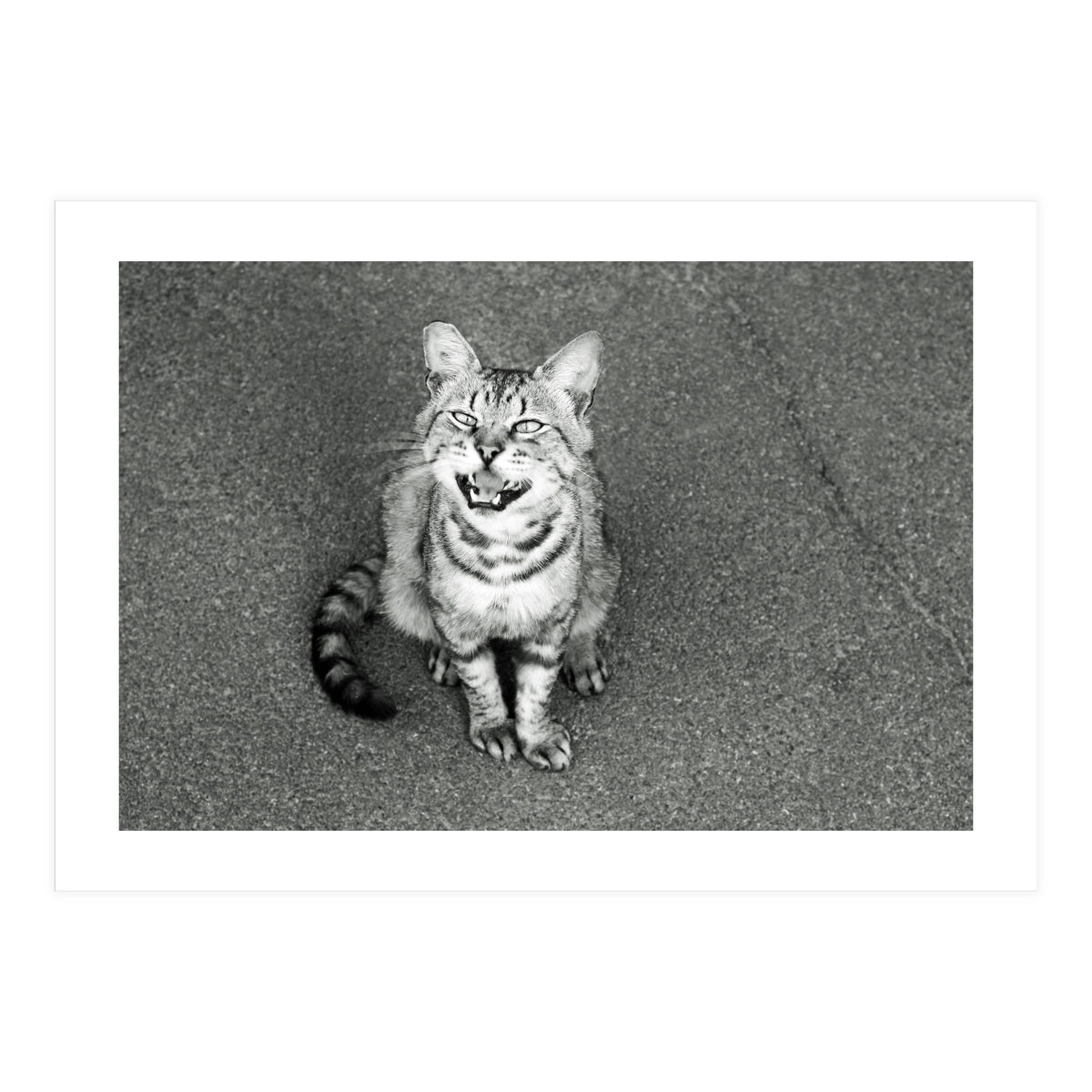 Cat (Print Only)