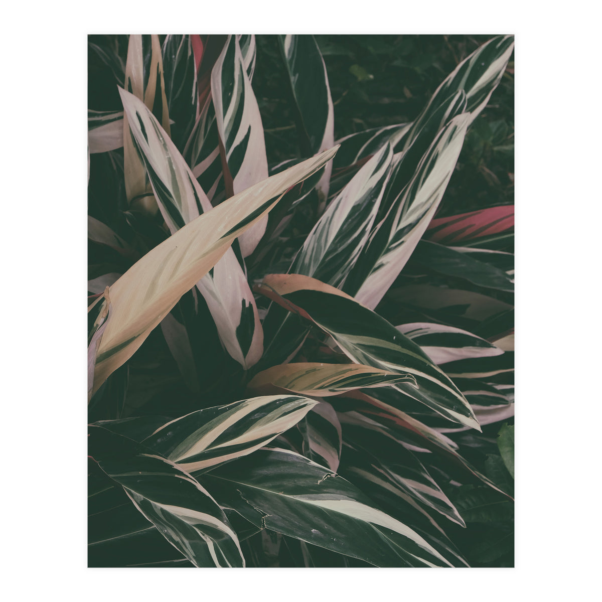 MARANTA LEAVES (Print Only)
