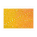 Autumn Leaf (Print Only) thumbnail