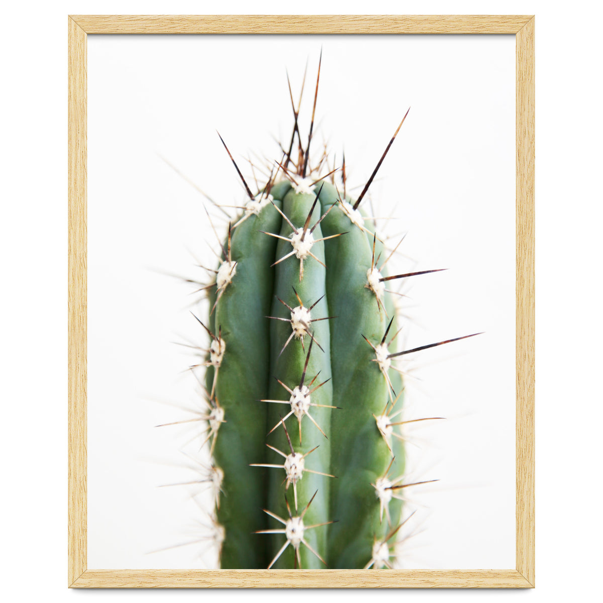Cacti
