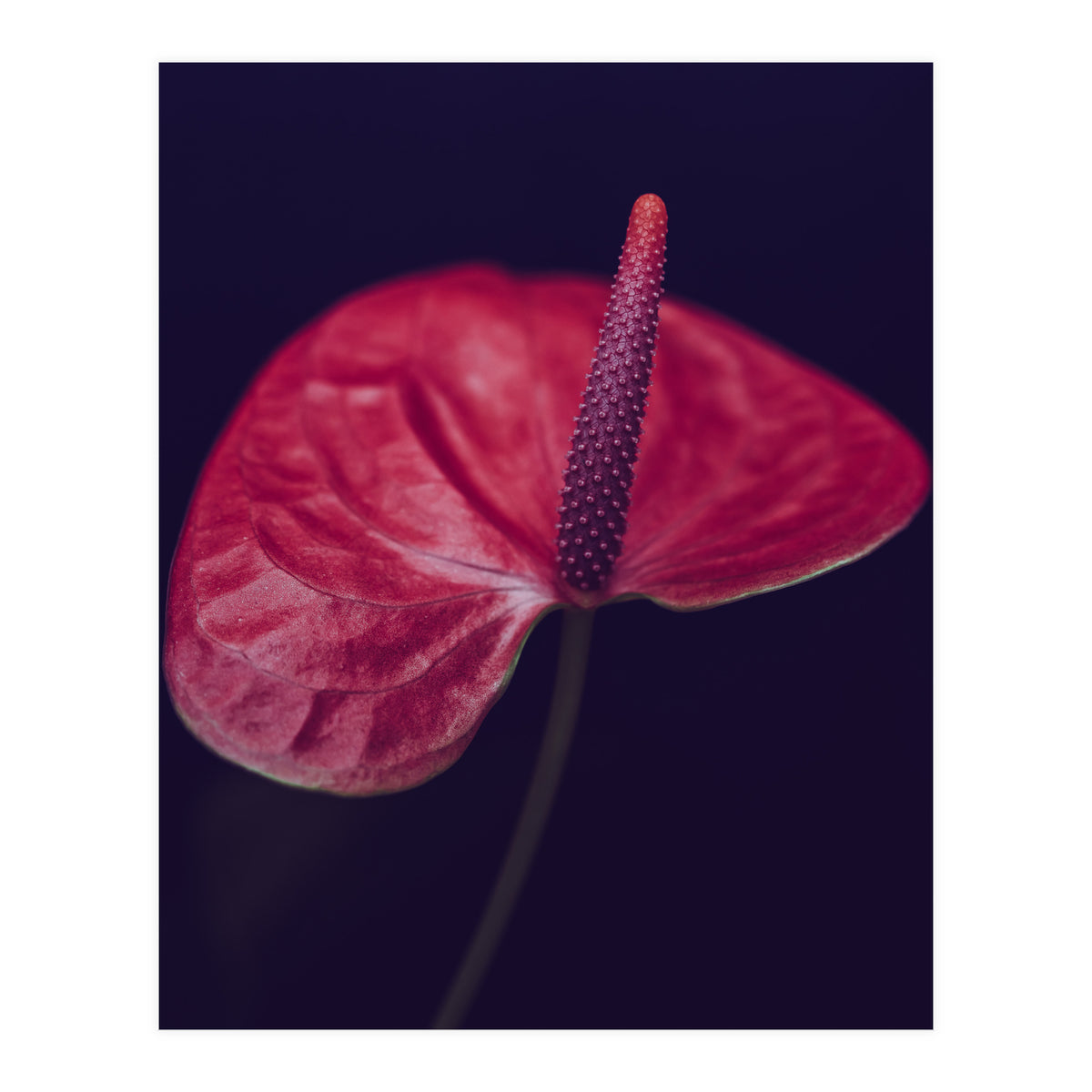 Dark Ruby (Print Only)