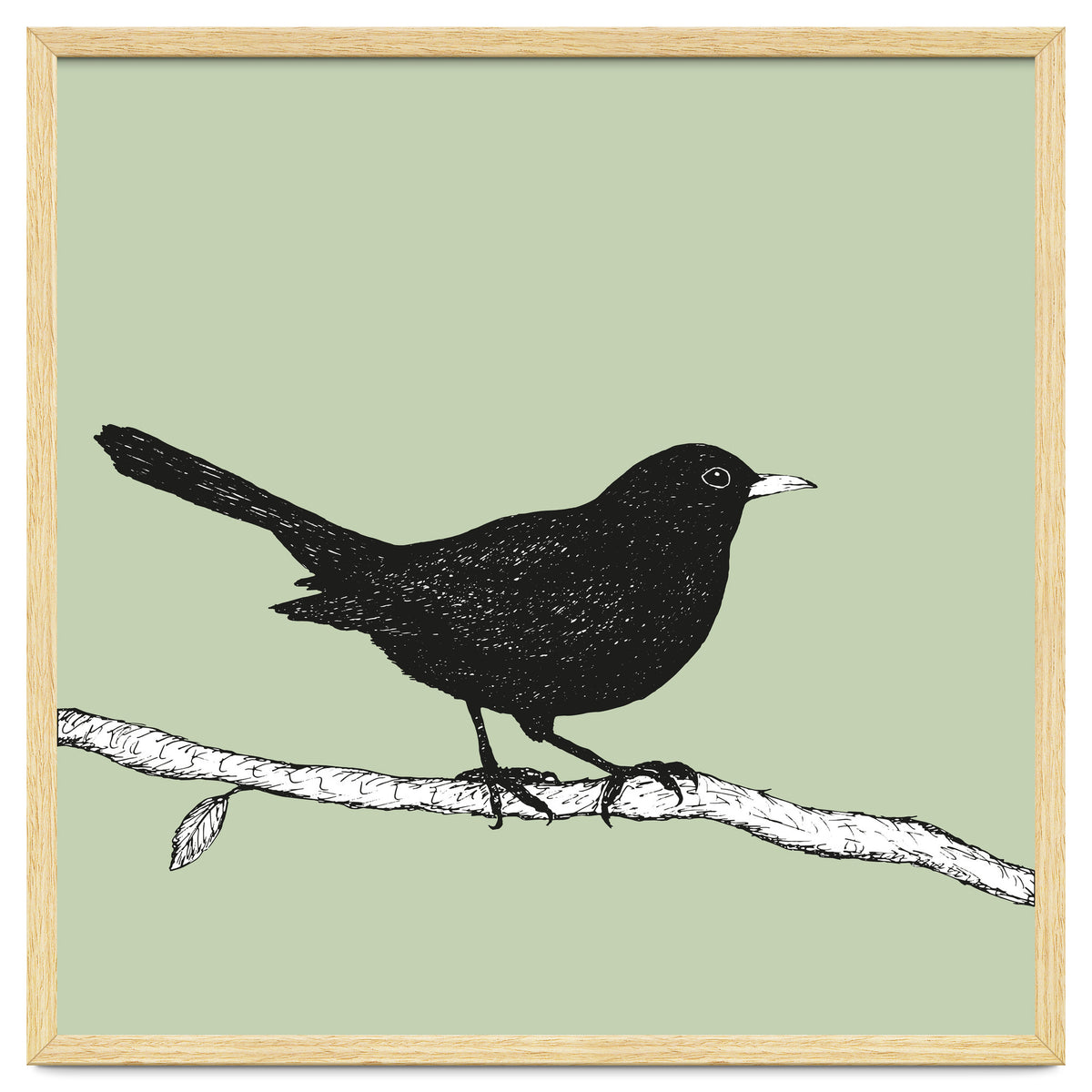 Blackbird pen drawing