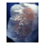 White Peony (Print Only) thumbnail