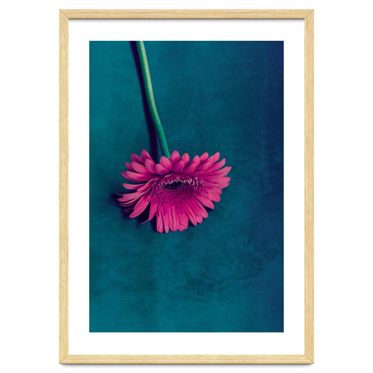 Gerbera for love