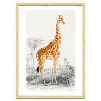 Giraffe illustration