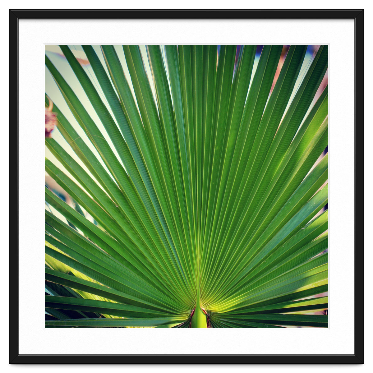 palm leaf