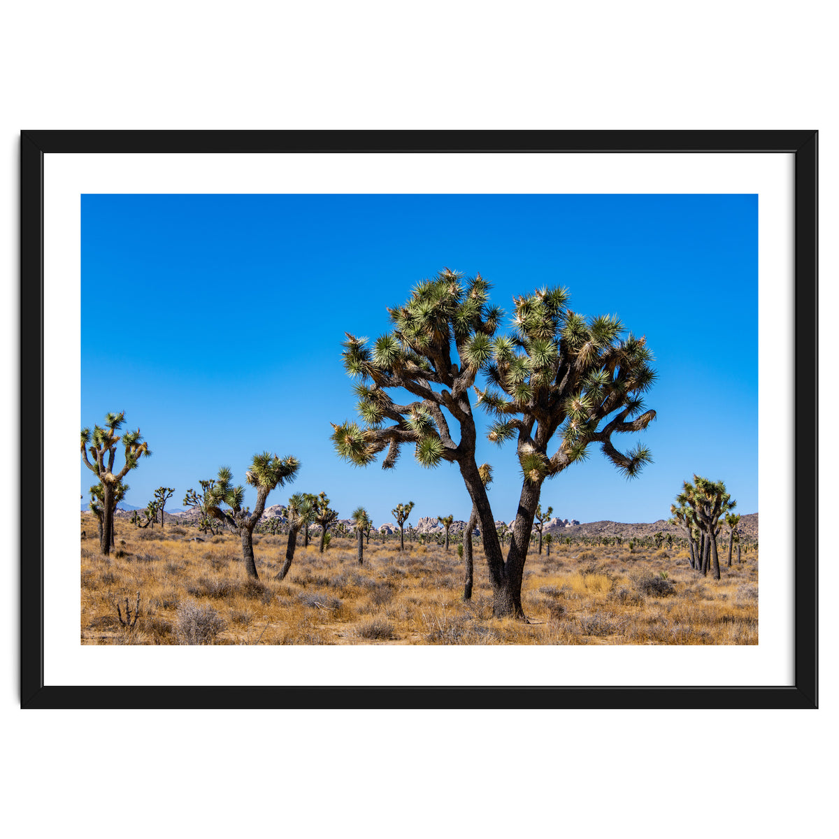 Joshua Trees