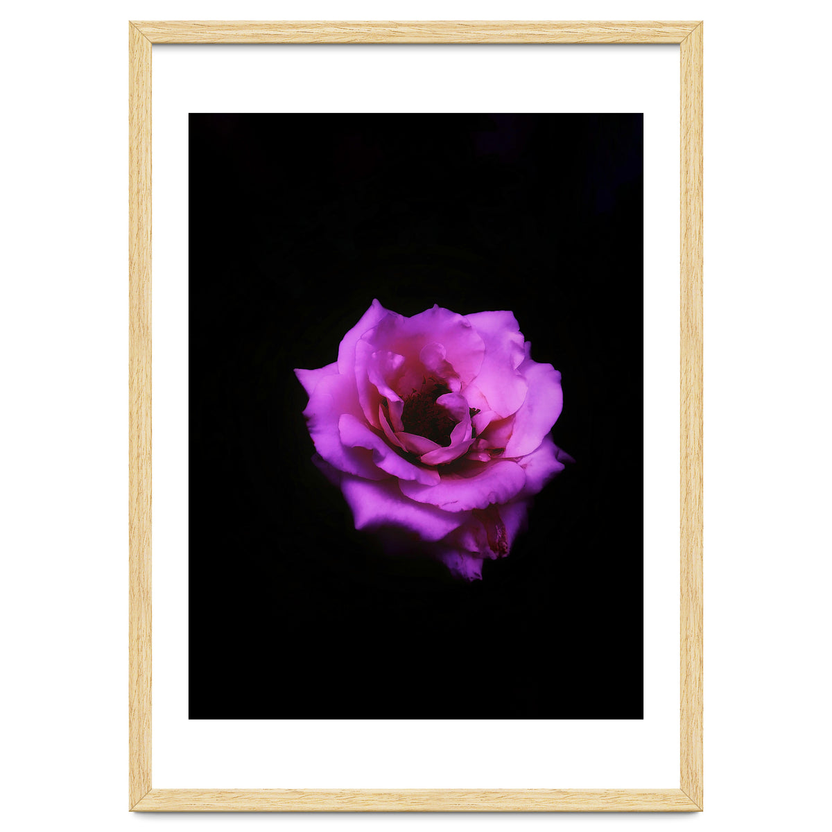 PINK ROSE IN DARK SPACE