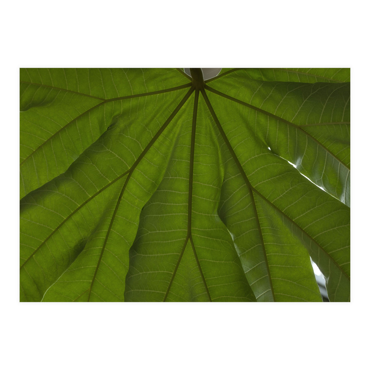 Hothouse (Print Only)