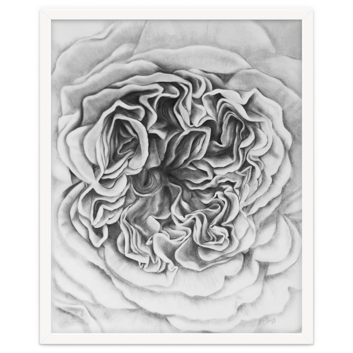 A Rose in Monochrome