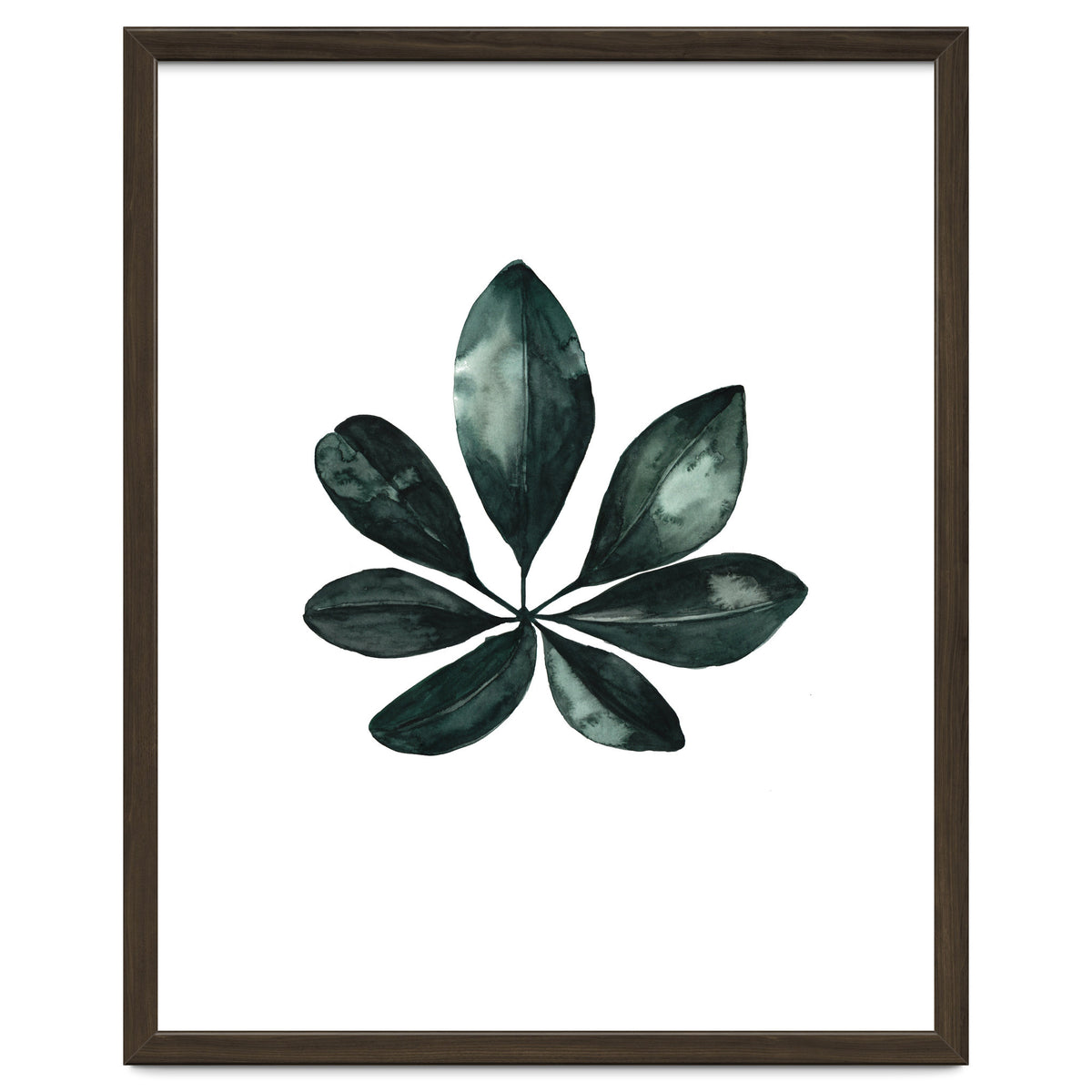 Botanical Illustration Arboricola Schefflera