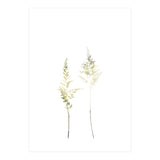 Neutral Astilbe (Print Only) thumbnail
