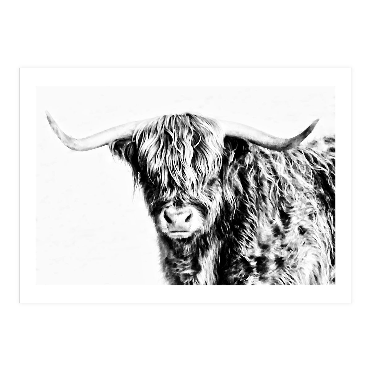 Highland bull (Print Only)