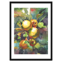 Apples on a branch