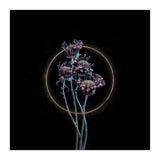 Candy-Coloured Mystery (Print Only) thumbnail