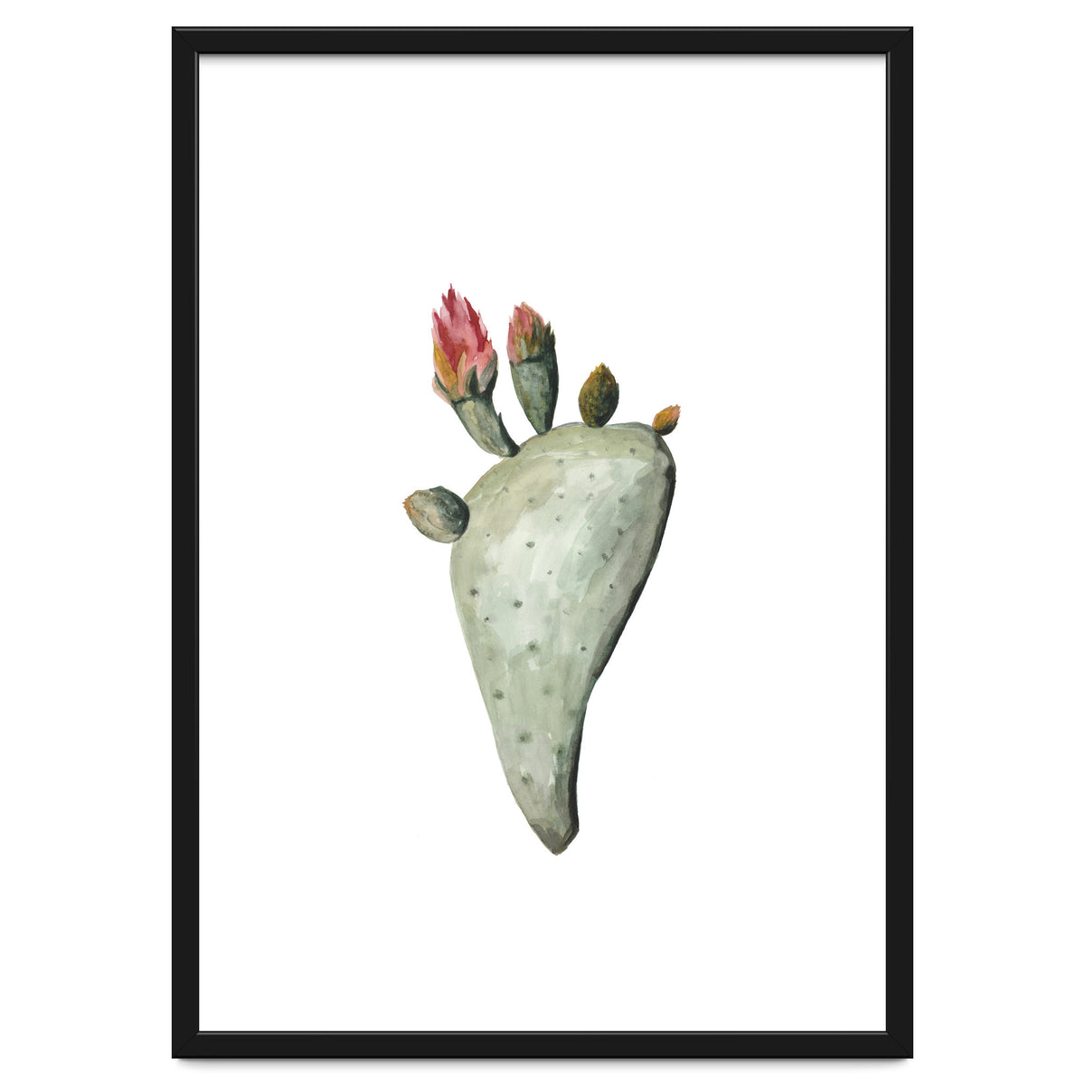 Botanical Illustration Cactus Flowers