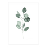 Botanical Illustration Eukalyptus2 (Print Only) thumbnail