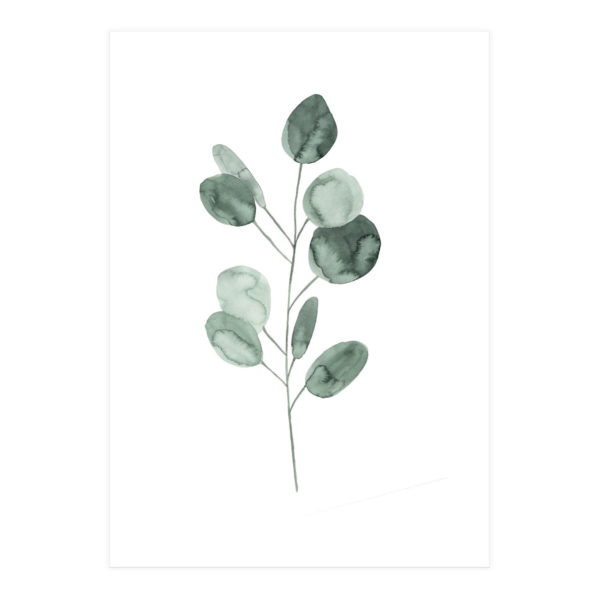 Botanical Illustration Eukalyptus2 (Print Only)