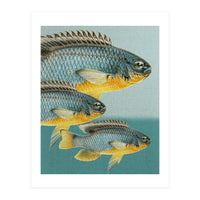 Fish Classic Designs 12 (Print Only)