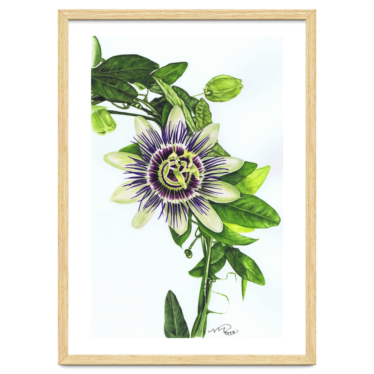 Passion Flower