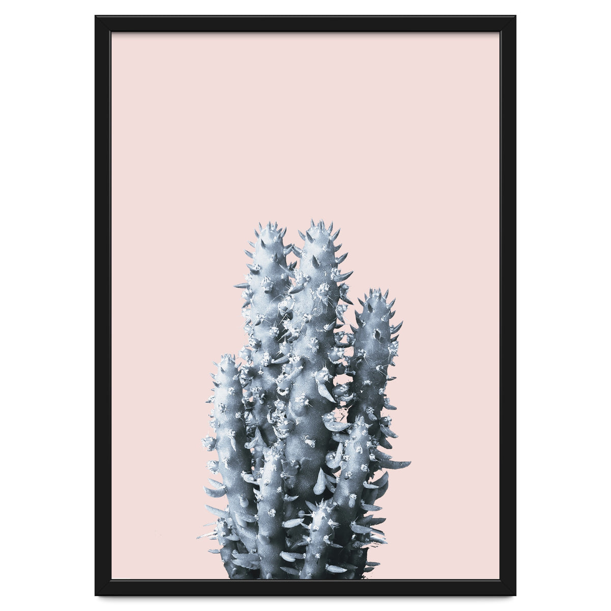 Cactus collection BL-III