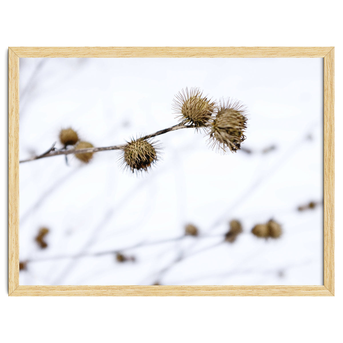Winter Thistles