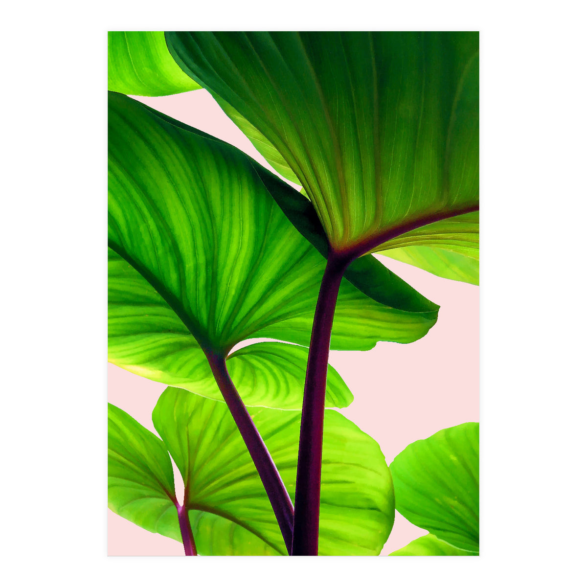 Charming Sequence (Print Only)