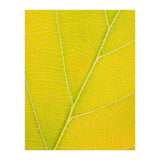 Autumn Leaf (Print Only) thumbnail